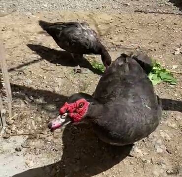 Toyuqlar: Toyuq, Damazlıq, Ödənişli çatdırılma — 17