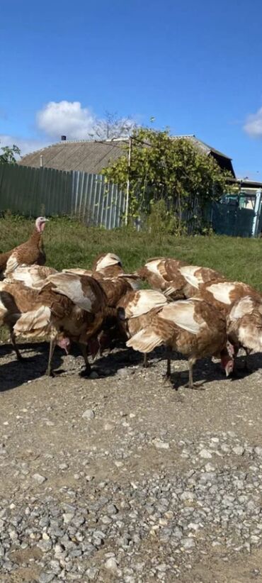 Hinduşkalar: Salam alekum bu hidusqa satandab 5 hidusqa zakaz etmisik pulu atmisiq — 6