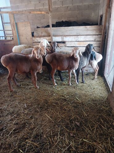 цены собак: Продаю | Овца (самка) | Гиссарская, Арашан | Для разведения, Для шерсти | Матка, Ярка