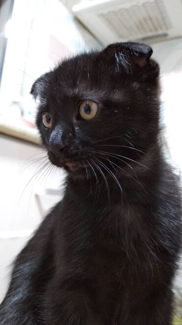 савана кошка: Кошка даром: Экзотическая, 3 месяца, Мальчик