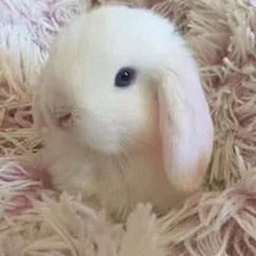 купить корм для перепелов несушек: 🥰🐰Белые голубоглазые минилопы😍😍😍 есть два белых и один коричневый