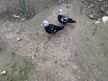 Ördəklər: Muscovy (barbariska) ördəkləri – boz-qəhvəyi rəng çalarında, qırmızı — 9