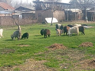 Козы, козлы: Продаю | Коза (самка), Козлёнок | Полукровка, Зааненская | На забой, Для разведения, Для молока | Племенные, Котные — 15