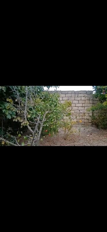qubada torpaq: Tikinti, Mülkiyyətçi, Kupça (Çıxarış)