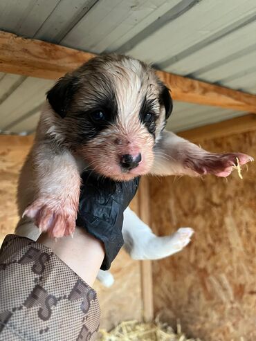 Продажа собак: Щенки (малыши на фото) - Возраст: совсем маленькие, уже открыли — 9