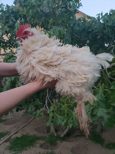 Toyuqlar: Toyuq, Yumurtalıq, Ünvandan götürmə — 4