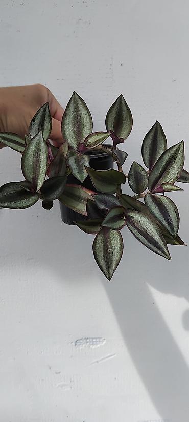 Tradescantia zebrina (vodopadna zebrina) – viseća sobna biljka u