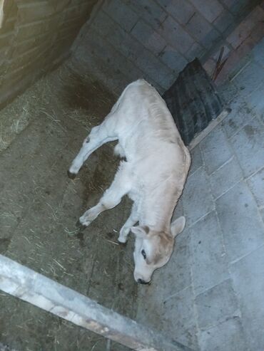 продажа щенков немецкой овчарки в бишкеке с документами: Сатам | Музоо | Көбөйтүү үчүн | Жасалма уруктандырылган