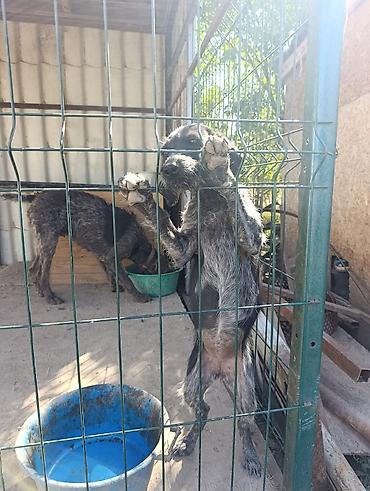 ит тайган: Дратхаар, 3 айлык, Ургаачы, Эмделген — 3