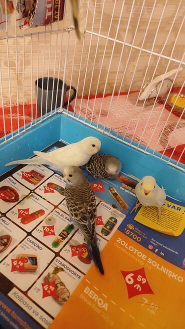 ev quşlar haqqında məlumat: Попугайчики 2 месяца готовы к переезду6 штук очень красивые здоровые