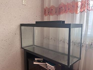 Hazır akvarium komplekti satılır\. Akvariumla birlikdə filtr