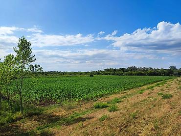 Prodaja zemljišta: Zemljište na Savi pored Šapca, površine 2.7 ha. Trenutno je obradivo — 1