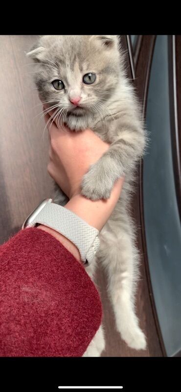 рыжий вислоухий кот купить: Вислоухая шотландская окрас серый (голубой). - Возраст: примерно