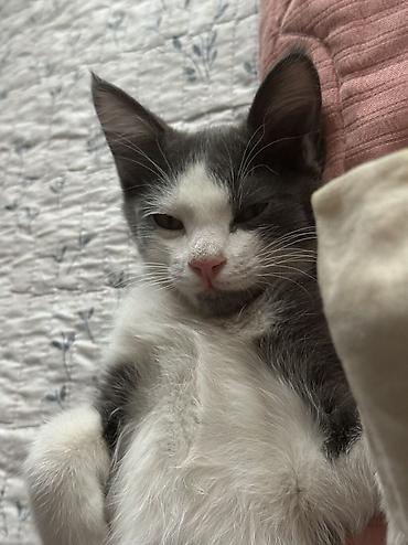шатланские котята: Кошка даром: Беспородная, 3 месяца, Девочка, Приучена к лотку — 3