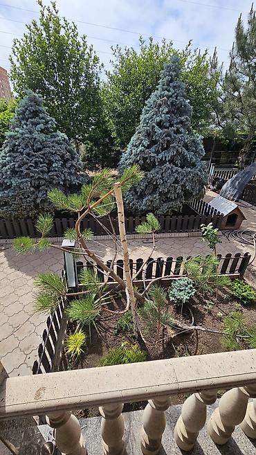 черновая: В мешках, Платная доставка, Камаз — 6