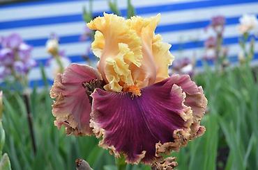 Другие садовые цветы и кустарники: В продаже саженцы сортовых ирисов из личной коллекции Все фото мои! at lalafo.kg — 16 Другие садовые цветы и кустарники: В продаже саженцы сортовых ирисов из личной коллекции Все фото мои! — 16