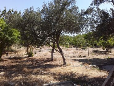 купить дачу в новханах: Bakı, Albalı, 70 kv. m, 2 otaqlı, Hovuzsuz, Qaz, İşıq, Kanalizasiya