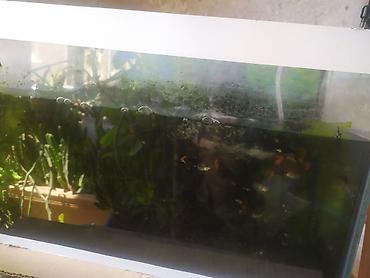 balığ: Dördbucaq akvarium, Balıqlarla birlikdə, 20 l, Ünvandan götürmə — 1