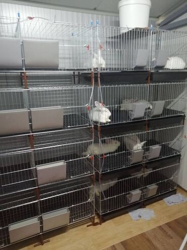 Domaće životinje: Prodaja pocinkovanih kaveza za koke, pilice i zeceve u kompletu sa — 7