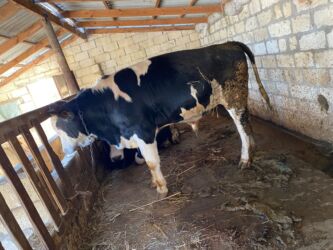 Inəklər, öküzlər: Erkək, il: 1, 170 kq, Ətlik, Ünvandan götürmə -da lalafo.az — 10 Inəklər, öküzlər: Erkək, il: 1, 170 kq, Ətlik, Ünvandan götürmə — 10