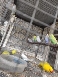 Птицы: Молодежь волнистых папугаев оптом и в розницу)насчёт доставки — 3