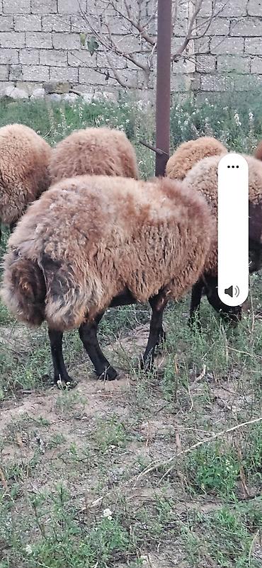 it adlari disi: Qoyun (yerli cins, quyruqlu) - Qalın, sıx və tünd-qonur yun örtüyü - — 4
