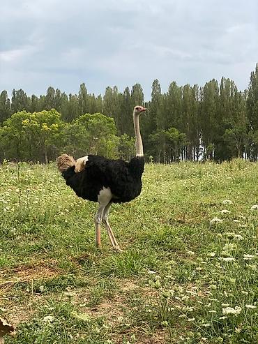 Другие с/х животные: Продаю четырех летних и молодняк страусов, цена договорная — 2