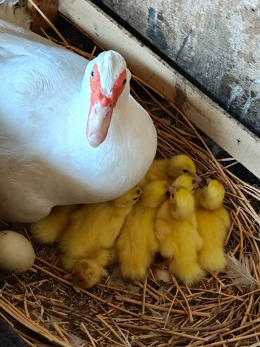Inəklər, öküzlər: Dişi, | Lal ördək, Damazlıq, Ödənişli çatdırılma
