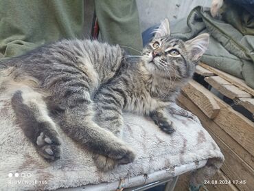 кык бекер: Срочно связи с переездом отдам в добрые руки 🥰🥰🥰 три мальчика ищем