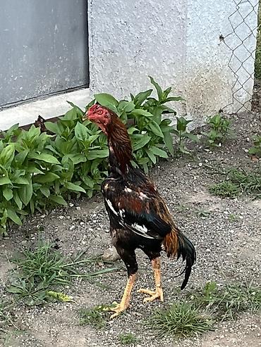 alman kurdu iti: TECİLİ SATRAM DEYERİNEN ÇOX UCUZ 4-KQ ÇEKİ. UZUN BOY İRİ — 1