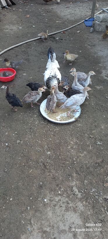 Inəklər, öküzlər: Red Buorbun ətlik sort hind və ağ rəngli firəng quşları.Unvan