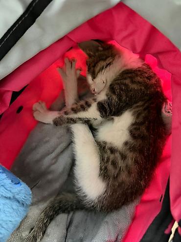 котята отдам: Котята даром только в добрые и ответственные руки с ненавязчивым — 5