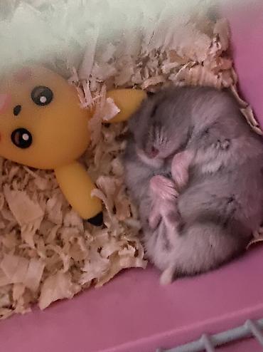 мейн кун: Cücərəndirilmiş xırda heyvan – hamster (cüce/djungar tipli) — 7