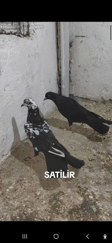 goyercin yuvasi satilir: Qara və ağ ləkələri olan iki göyərçin satılır. Quşlar sağlam və