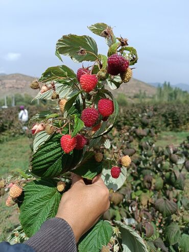 саженцы ивы: Саженцы : Малина, Самовывоз