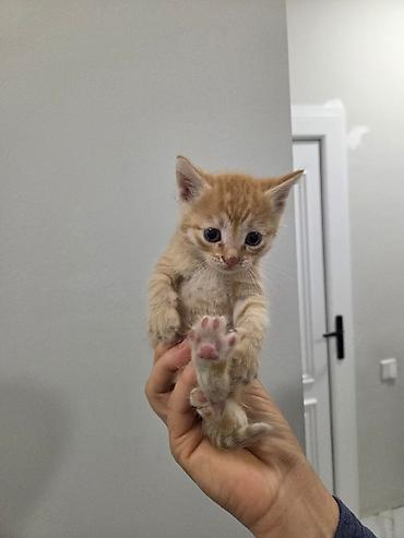 Pişiklər: Yaxşı əllərə — 5