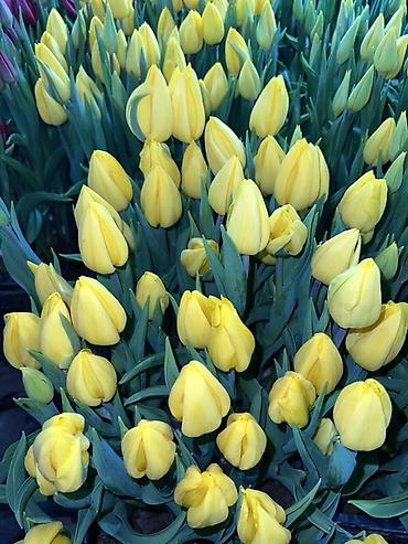 Букеты из живых цветов: 🌷 Тюльпаны оптом и в розницу!🌷 Свежие, хрустящие, плотные бутоны 🌿 at lalafo.kg — 10 Букеты из живых цветов: 🌷 Тюльпаны оптом и в розницу!🌷 Свежие, хрустящие, плотные бутоны 🌿 — 10