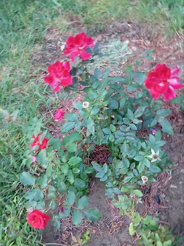 güllü tort: Floribunda 4 fəsillik həmişə yaşıl qızıl güllər satılır . bu qızıl — 7