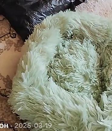 Продажа кошек: Отдам котёнка в добрые руки 🐾 Девочка, 3 месяца. Очень умная, ласковая — 9