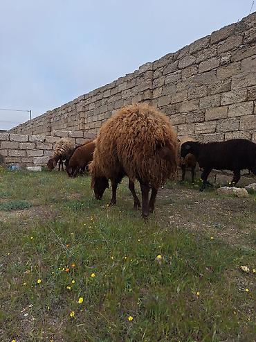 K/t heyvanları və malları: Qala qoçu satılır. 1yaş 11 aylıqdır. Tam sağlamdır. Qoyun sürməyi — 3