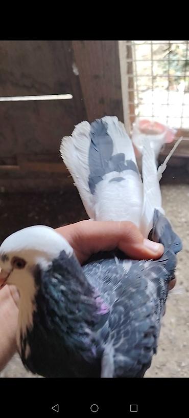 goyercin sekli: Bir quwxananin quwlaridi icinde ucuwu bilinen kotuk quwlar var goy — 3