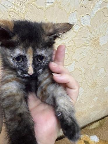 Кошки: Отдам в добрые ручкизамечательных котят Котята, домашние, возраст — 3