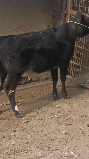 jersey inək: 3 ü bir yerdə satılır ünvan Cəlilabad Rayon — 2