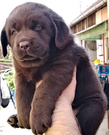 Psi: Čokoladni štenci labrador retrivera Čokoladni štenci labrador — 3