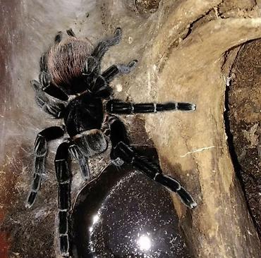 Другие животные: Nadir egzotik ev heyvanı – böyük ölçülü tarantula (teraryum üçün) — 2
