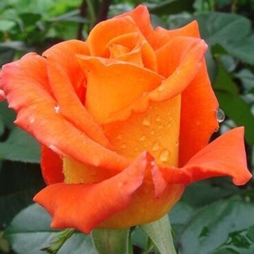 розы цветы: Семена и саженцы Роз, Самовывоз, Платная доставка