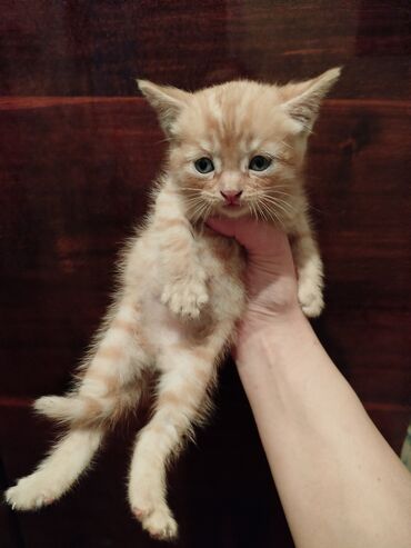 кошка кот: 2 месяца, Мальчик