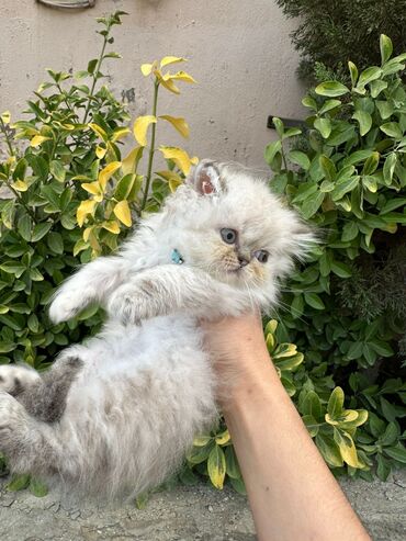 Pişiklər: Şotland yastı qulaq, Erkək, Dişi, Yaxşı əllərə, Ünvandan götürmə, Pulsuz çatdırılma, Ödənişli çatdırılma — 238