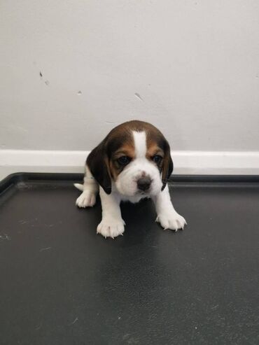 Άλλα: Cute Beagle puppies available Very friendly, outgoing puppies. Vet