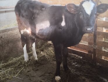 объявления о найденных животных: Сатам | Музоо, Кунаажын | Көбөйтүү үчүн, Бордоп семиртүү үчүн, Сүт алуу үчүн | Жасалма уруктандырылган